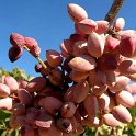 Fruto de pistacho. Variedad Kerman (5)